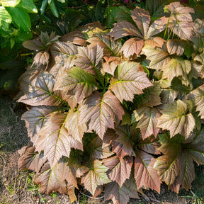 Gestieltblättriges Schaublatt - Rodgersia podophylla - Willemse