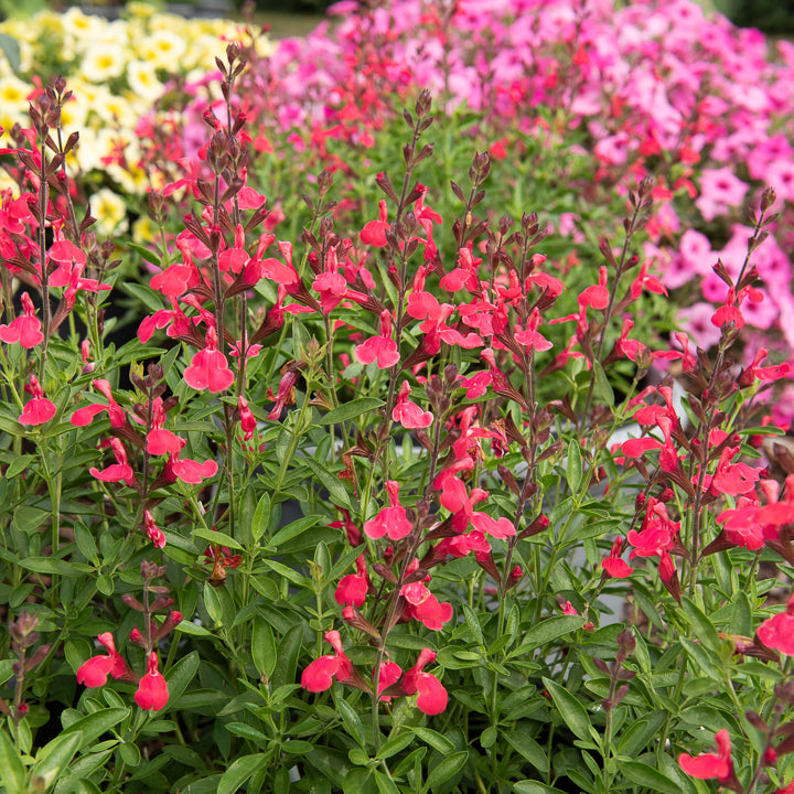 Salvia greggii Lipstick - Salbei Lipstick - Salbei