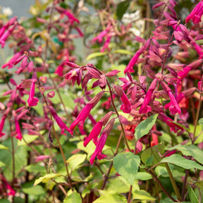 Salbei Wendys Wish - Salvia Wendy's Wish - Willemse