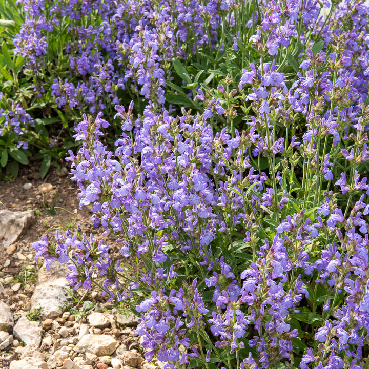 Salvia lavandulifolia - Spanischer Salbei - Salbei