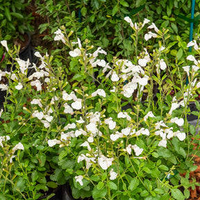 Salvia microphylla Gletsjer - Strauch-Salbei Gletsjer - Salbei