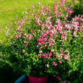 Johannisbeer-Salbei Pink Dream - Salvia microphylla Pink Lips - Willemse