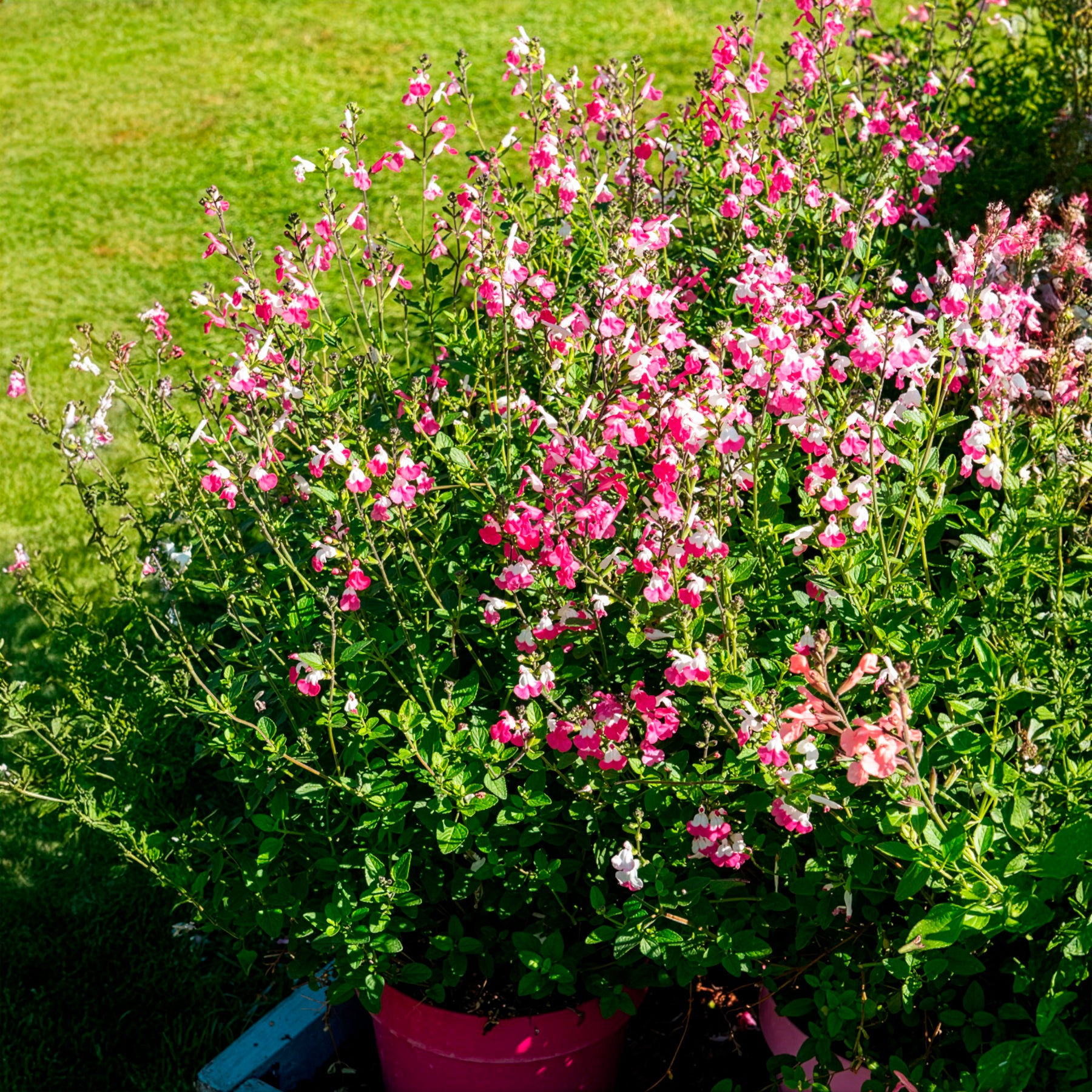 Johannisbeer-Salbei Pink Dream - Salvia microphylla Pink Lips - Willemse