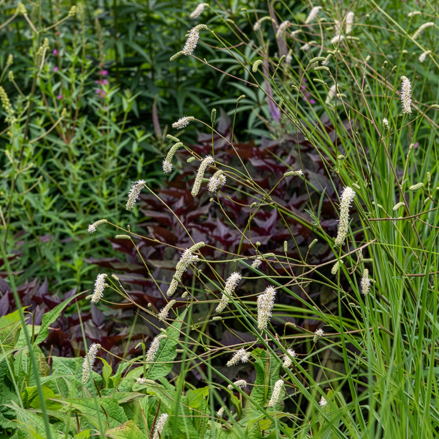 Wiesenknopf Alba - Sanguisorba tenuifolia - Willemse
