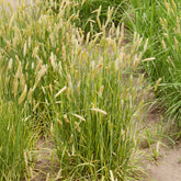 Wiesen-Fuchsschwanz ‘Aureovariegatus’ - Alopecurus pratensis Aureovariegatus - Willemse