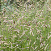 Blaues Moskitogras - Bouteloua gracilis - Willemse
