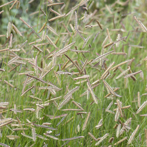 Blaues Moskitogras - Bouteloua gracilis - Willemse