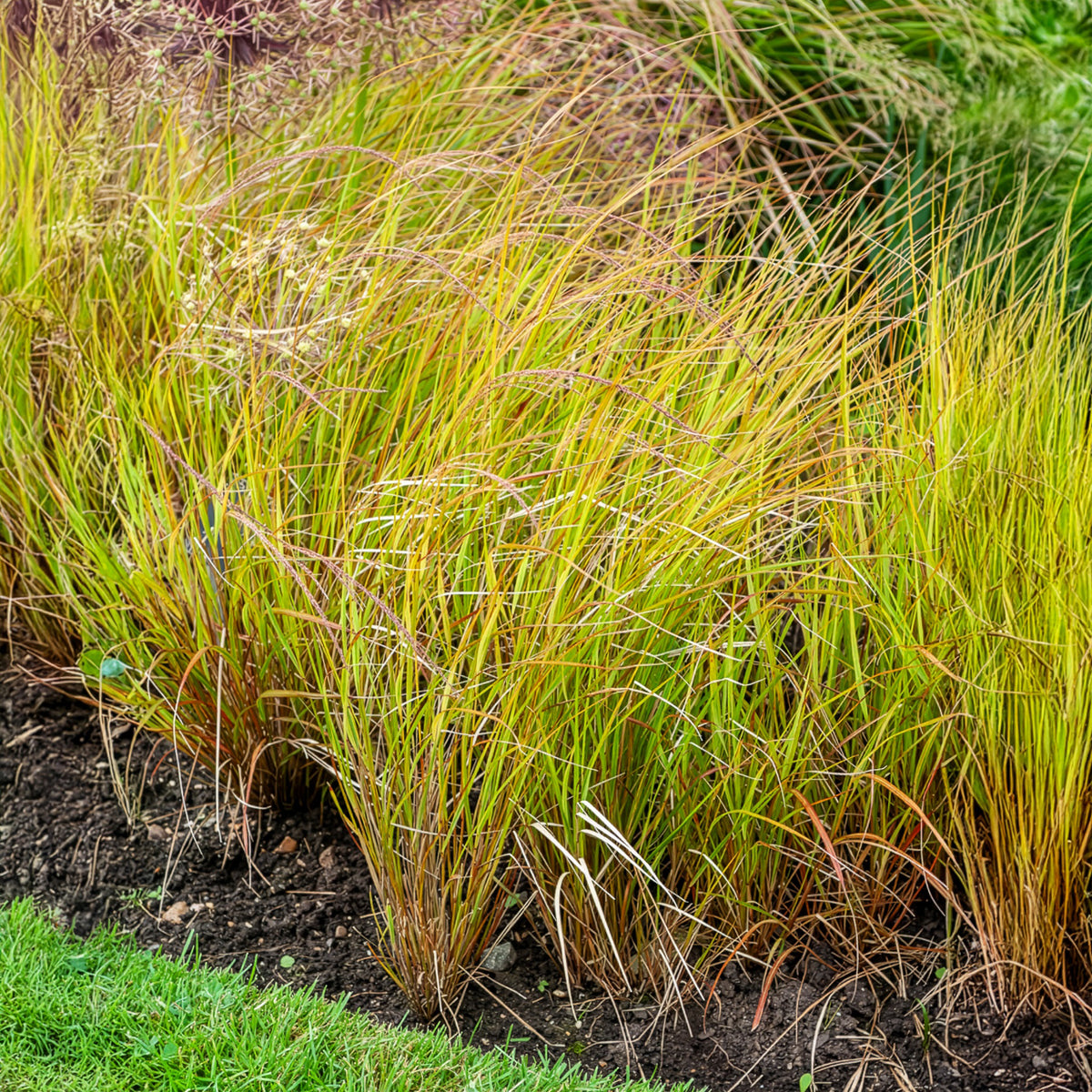 Federgras - Willemse