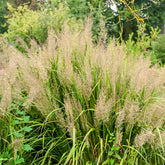 Diamantgras - Calamagrostis arundinacea var. brachytricha - Willemse