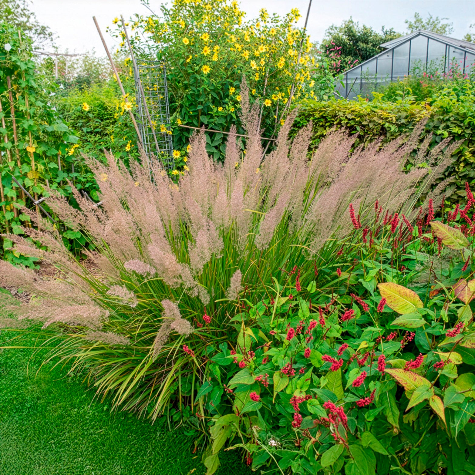 Verkauf Diamantgras - Calamagrostis arundinacea var. brachytricha