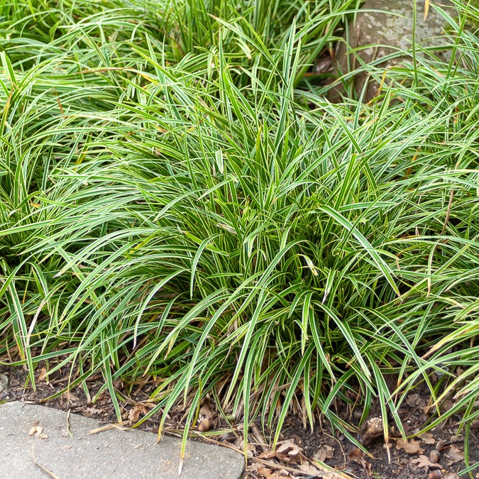 Japan-Segge Ice Dance - Carex morrowii Ice Dance - Willemse