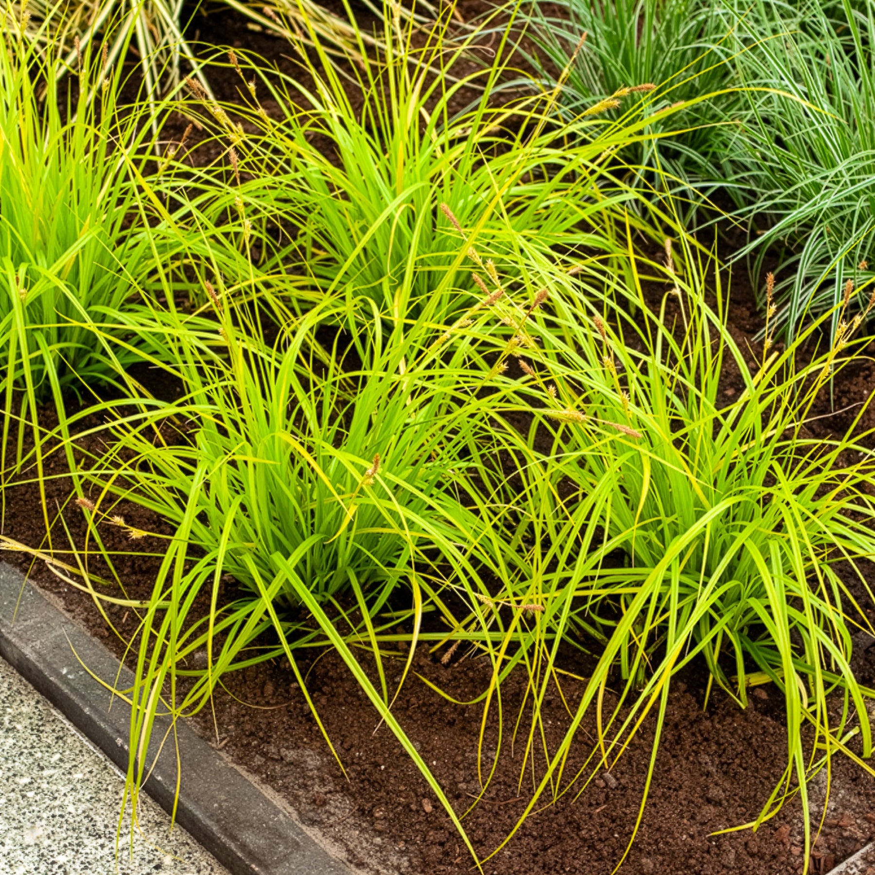 Japan-Segge Everillo - Carex oshimensis Everillo - Willemse