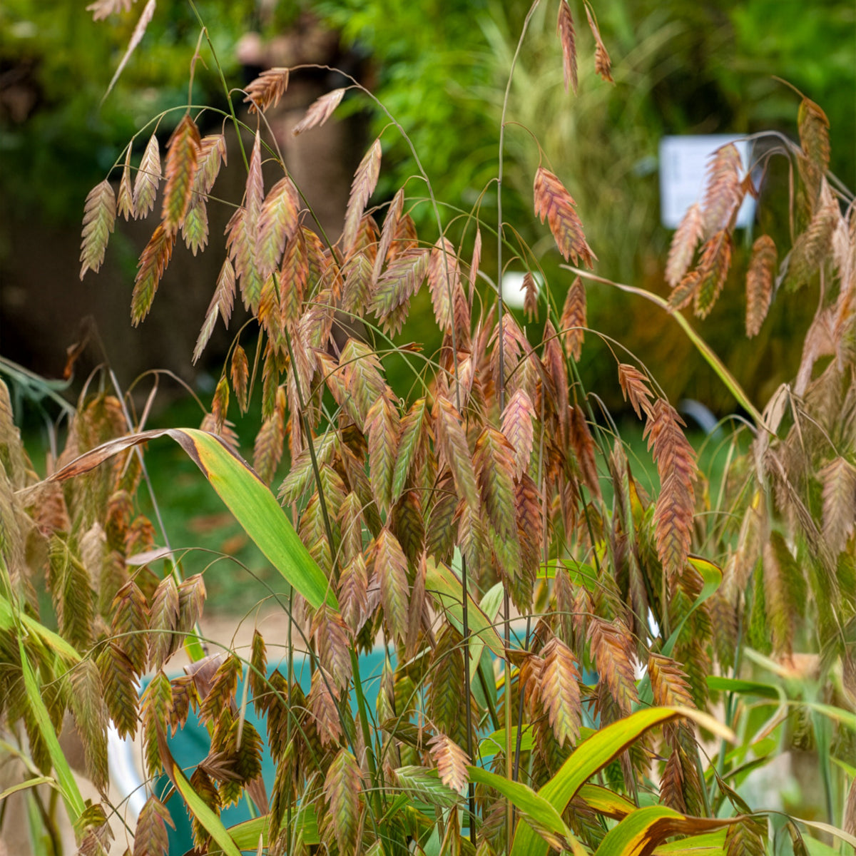 Plattährengras - Chasmanthium latifolium - Willemse