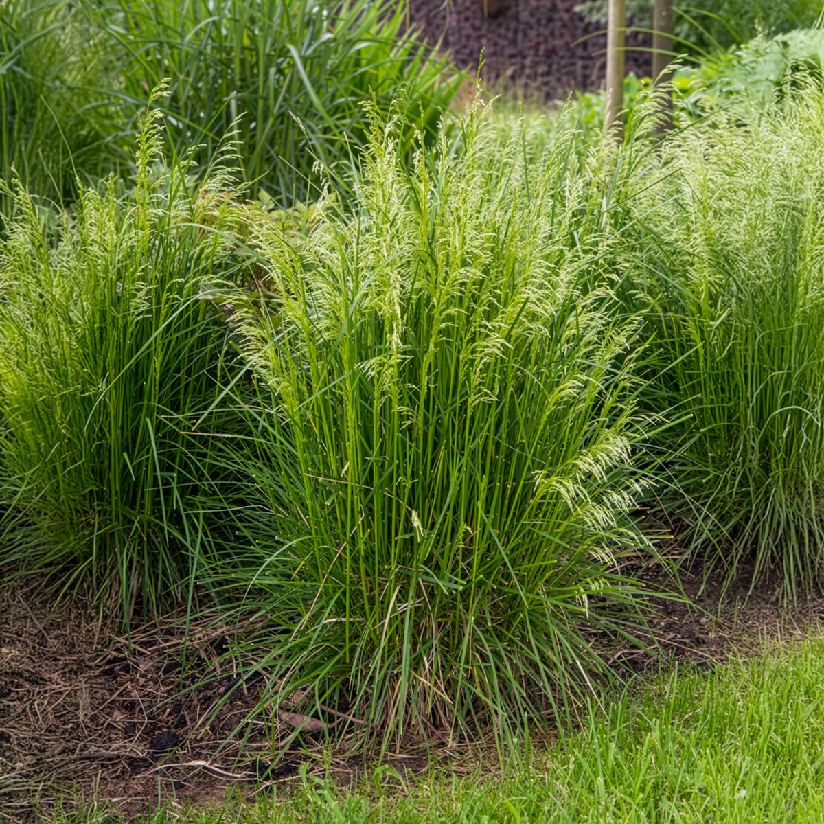 Schmiele - Rasen-Schmiele - Deschampsia cespitosa