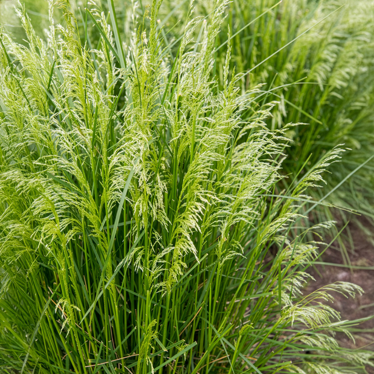 Rasen-Schmiele - Willemse