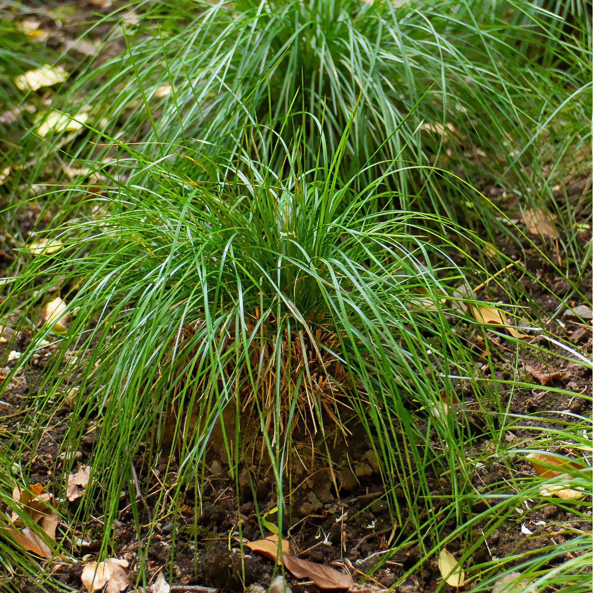 Schmiele 'Goldschleier' - Willemse