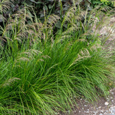Verkauf Schmiele 'Goldtau' - Deschampsia cespitosa goldtau