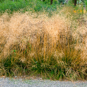 Deschampsia cespitosa goldtau - Schmiele 'Goldtau' - Schmiele