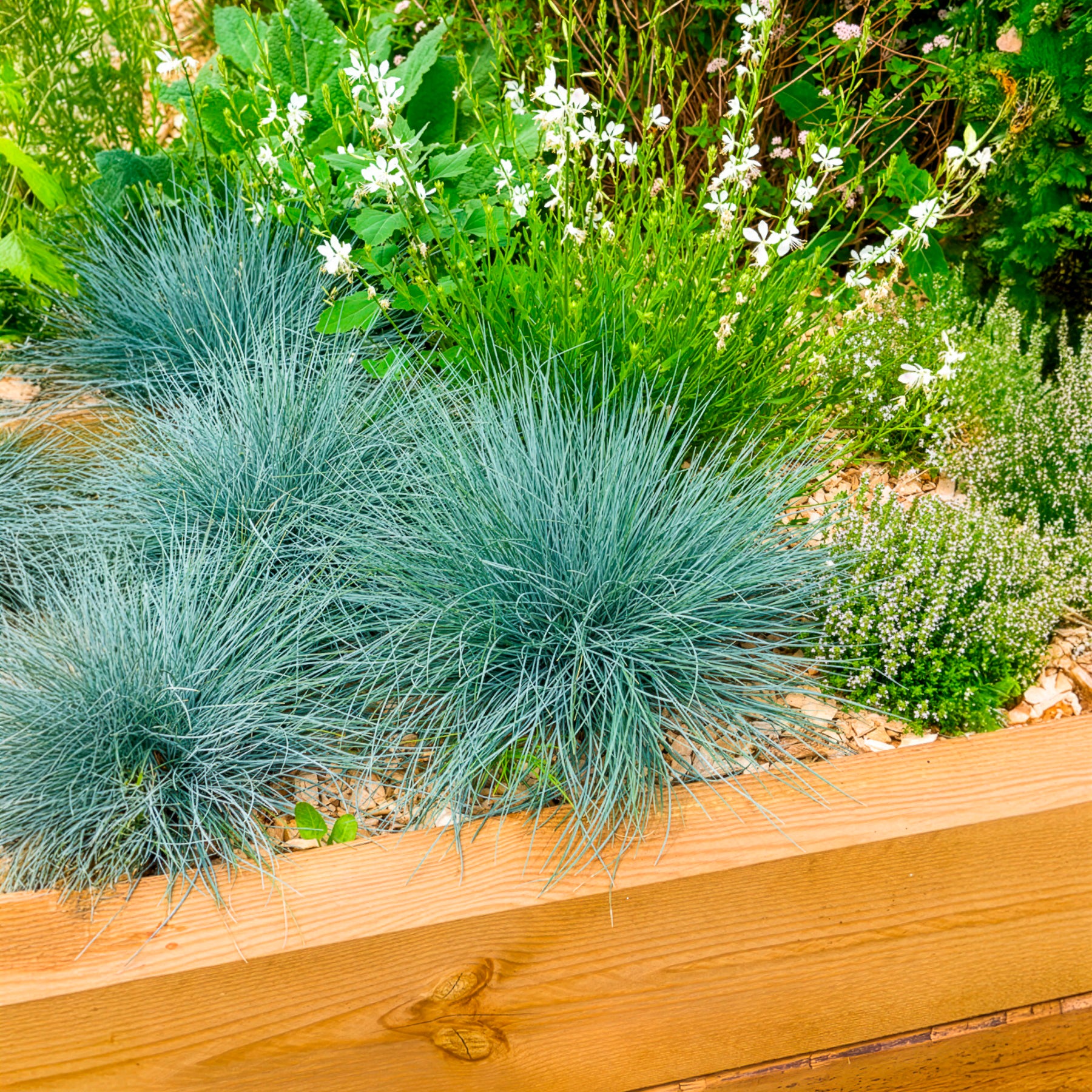 Blau-Schwingel 'Elijah Blue' - Festuca glauca Elijah Blue - Willemse