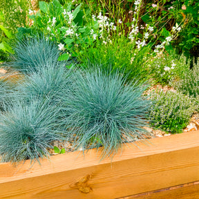 Blau-Schwingel 'Elijah Blue' - Festuca glauca Elijah Blue - Willemse