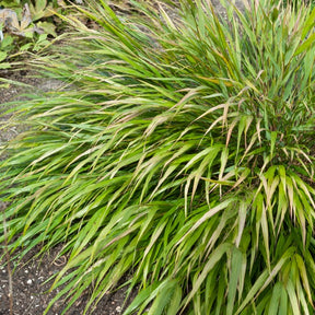 Japanwaldgras ‘Nicolas’ - Hakonechloa macra Nicolas - Willemse