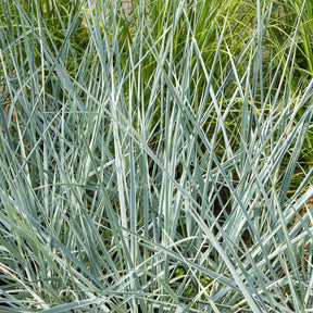 Gräser - Meerroggen Blue Dune - Leymus arenarius Blue Dune