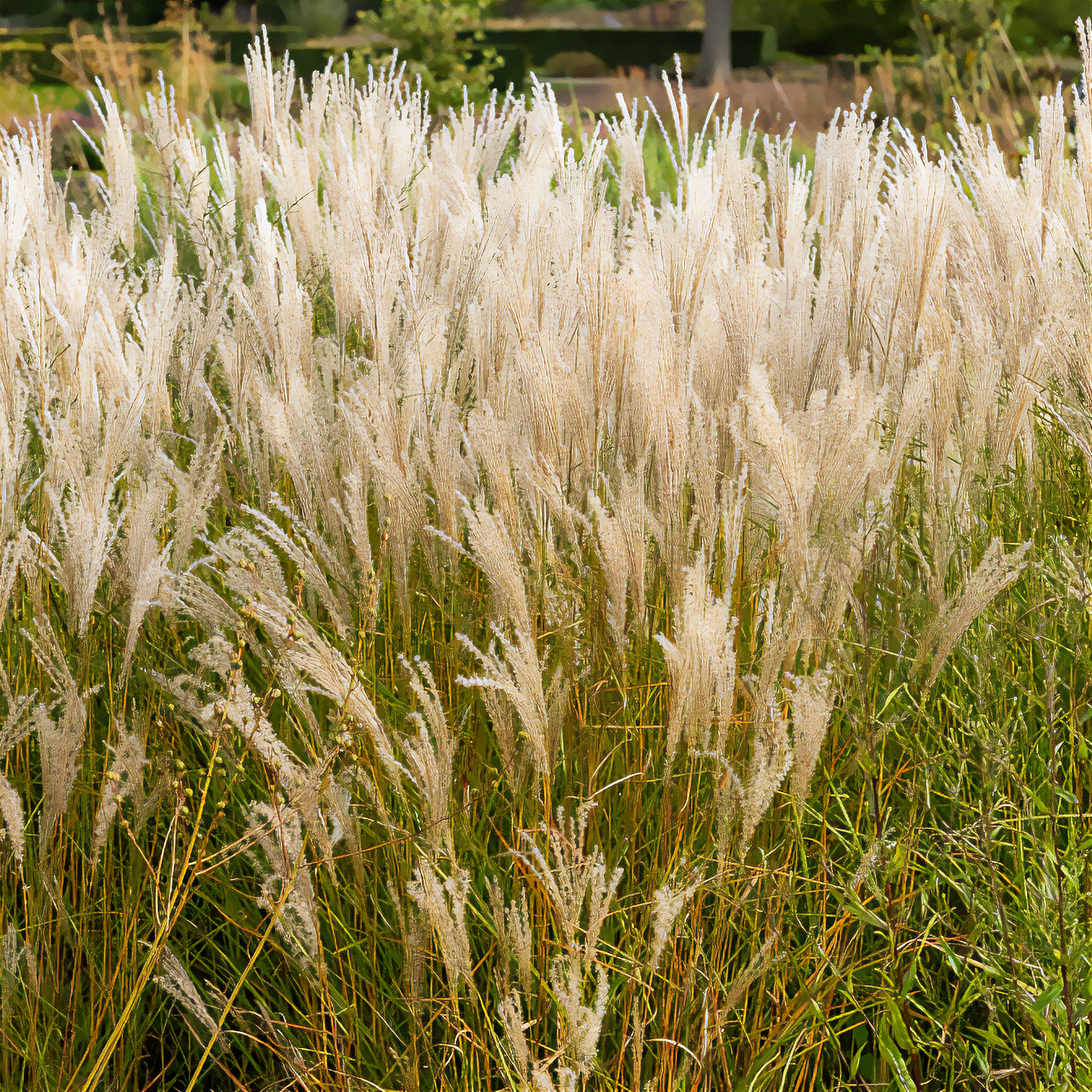 Chinaschilf 'Kleine Fontäne' - Miscanthus sinensis kleine fontäne - Willemse