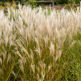 Chinaschilf 'Kleine Fontäne' - Miscanthus sinensis kleine fontäne - Willemse