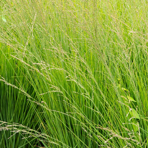 Molinia caerulea heidebraut - Blaues Pfeifengras Heidebraut - Pfeifengras