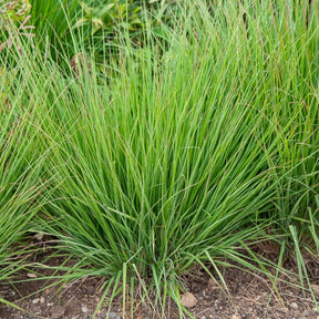 Blaues Pfeifengras Heidebraut - Willemse