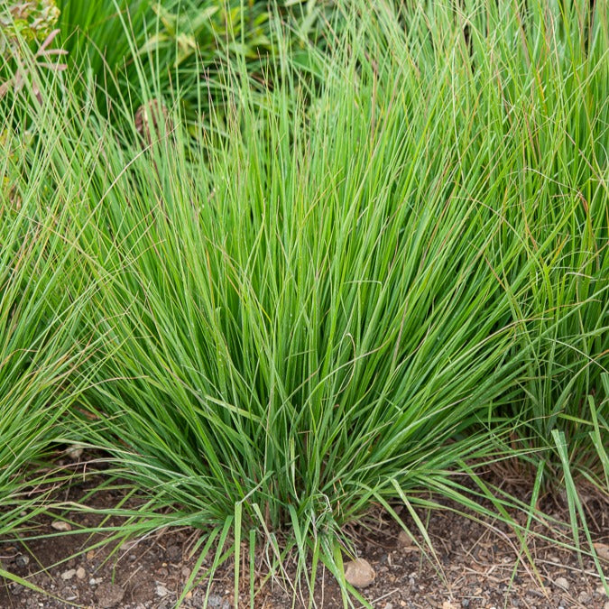 Blaues Pfeifengras Heidebraut - Willemse