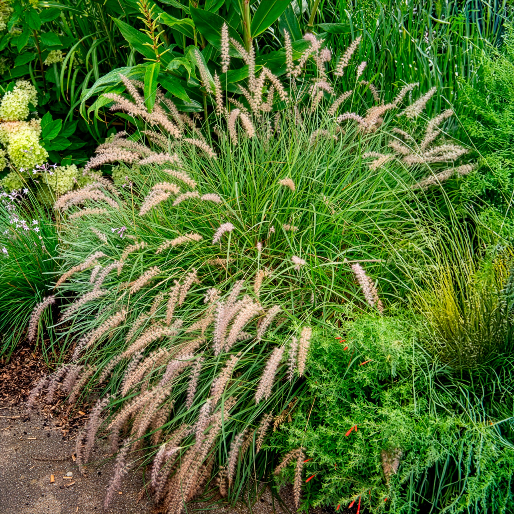 Lampenputzergras ‘Gelbstiel’ - Pennisetum alopecuroides gelbstiel - Willemse