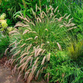Lampenputzergras ‘Gelbstiel’ - Pennisetum alopecuroides gelbstiel - Willemse