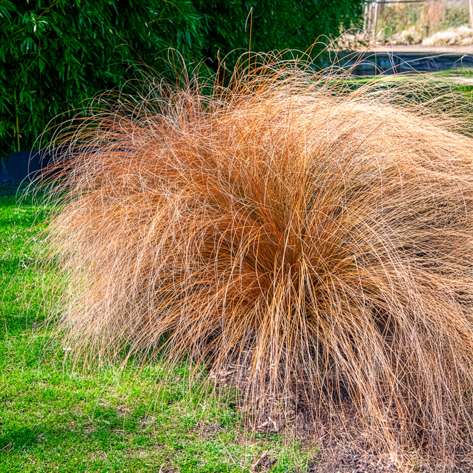 Federborstengras 'Herbstzauber' - Pennisetum alopecuroides herbstzauber - Willemse