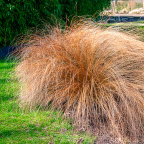 Federborstengras 'Herbstzauber' - Pennisetum alopecuroides herbstzauber - Willemse