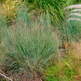 Präriegras (Schizachyrium) - Willemse