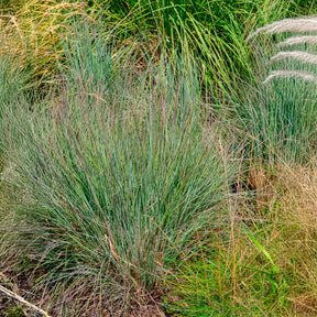 Präriegras (Schizachyrium) - Willemse