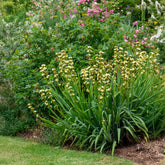 Gestreiftes Grasschwertel - Sisyrinchium striatum - Willemse