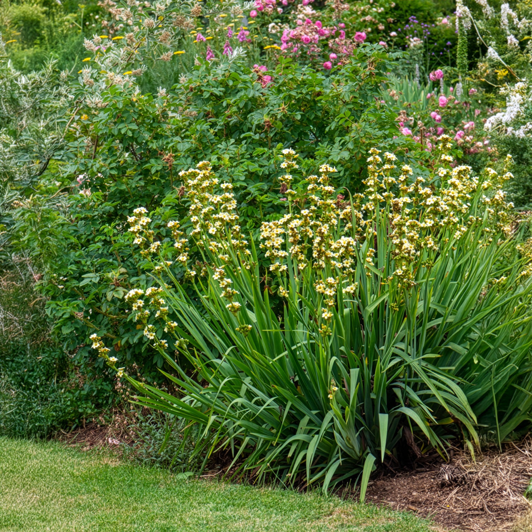 Gestreiftes Grasschwertel - Sisyrinchium striatum - Willemse