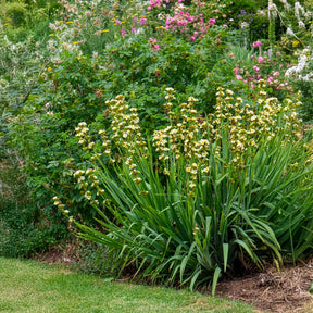 Gestreiftes Grasschwertel - Sisyrinchium striatum - Willemse