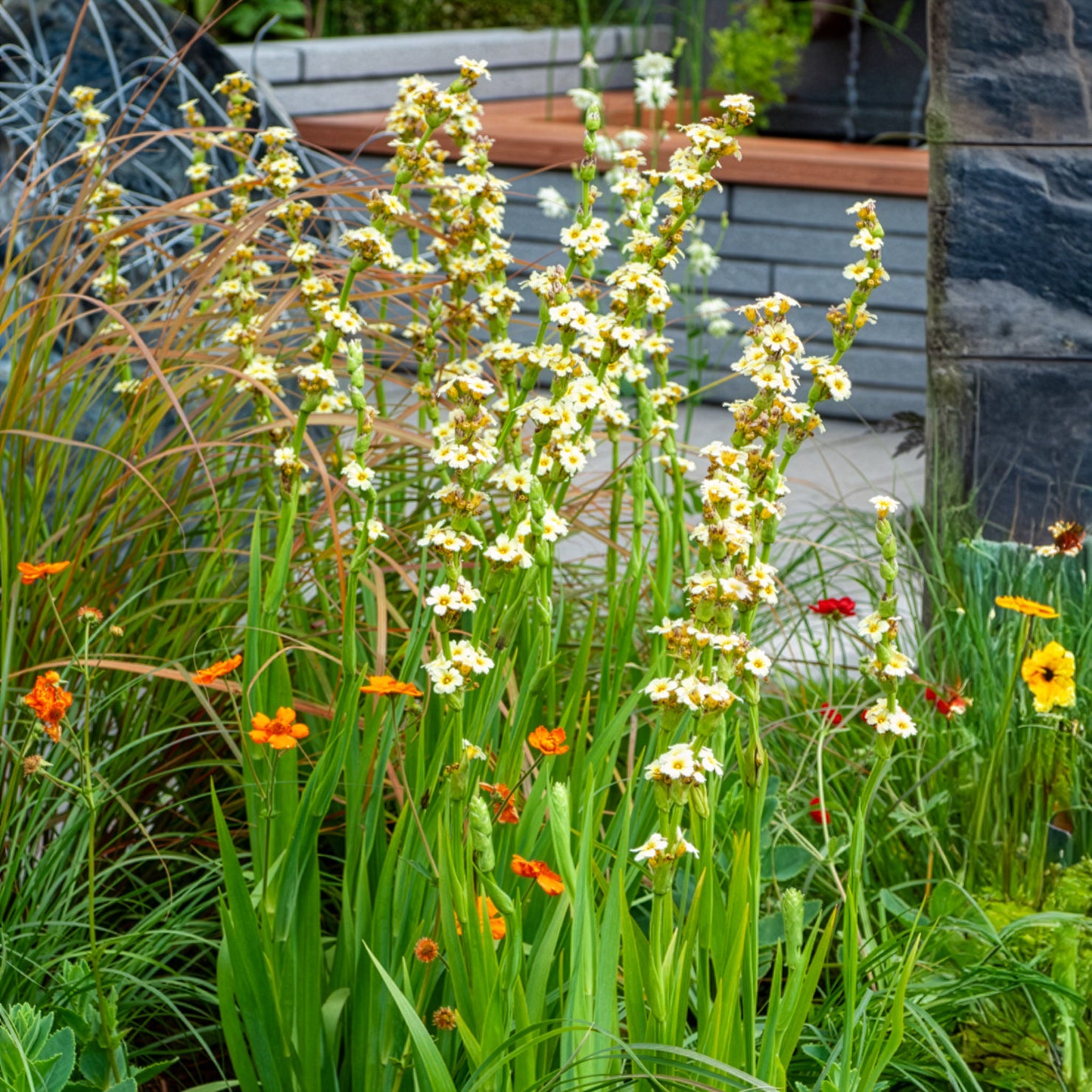 Gestreiftes Grasschwertel - Willemse