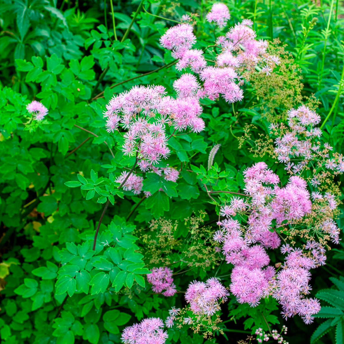 Verkauf Akeleiblättrige Wiesenraute Black Stockings - Thalictrum black stockings