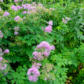 Thalictrum black stockings - Akeleiblättrige Wiesenraute Black Stockings - Wiesenraute