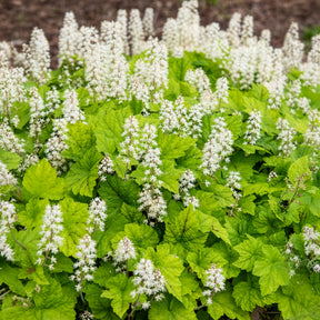 Herzblättrige Schaumblüten - Tiarella cordifolia - Willemse