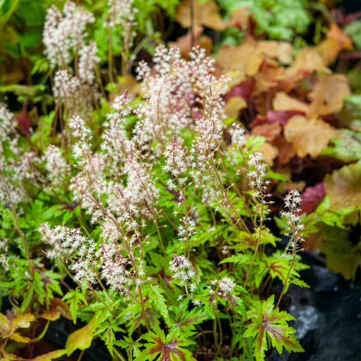 Zipfelblättrige Schaumblüte Sugar and Spice - Tiarella Sugar and Spice - Willemse