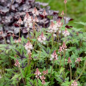 Tiarella - Schaumblüte - Zipfelblättrige Schaumblüte Sugar and Spice - Tiarella Sugar and Spice