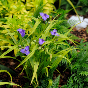 Dreimasterblume Sweet Kate - Tradescantia ( andersoniana group ) sweet kate - Willemse
