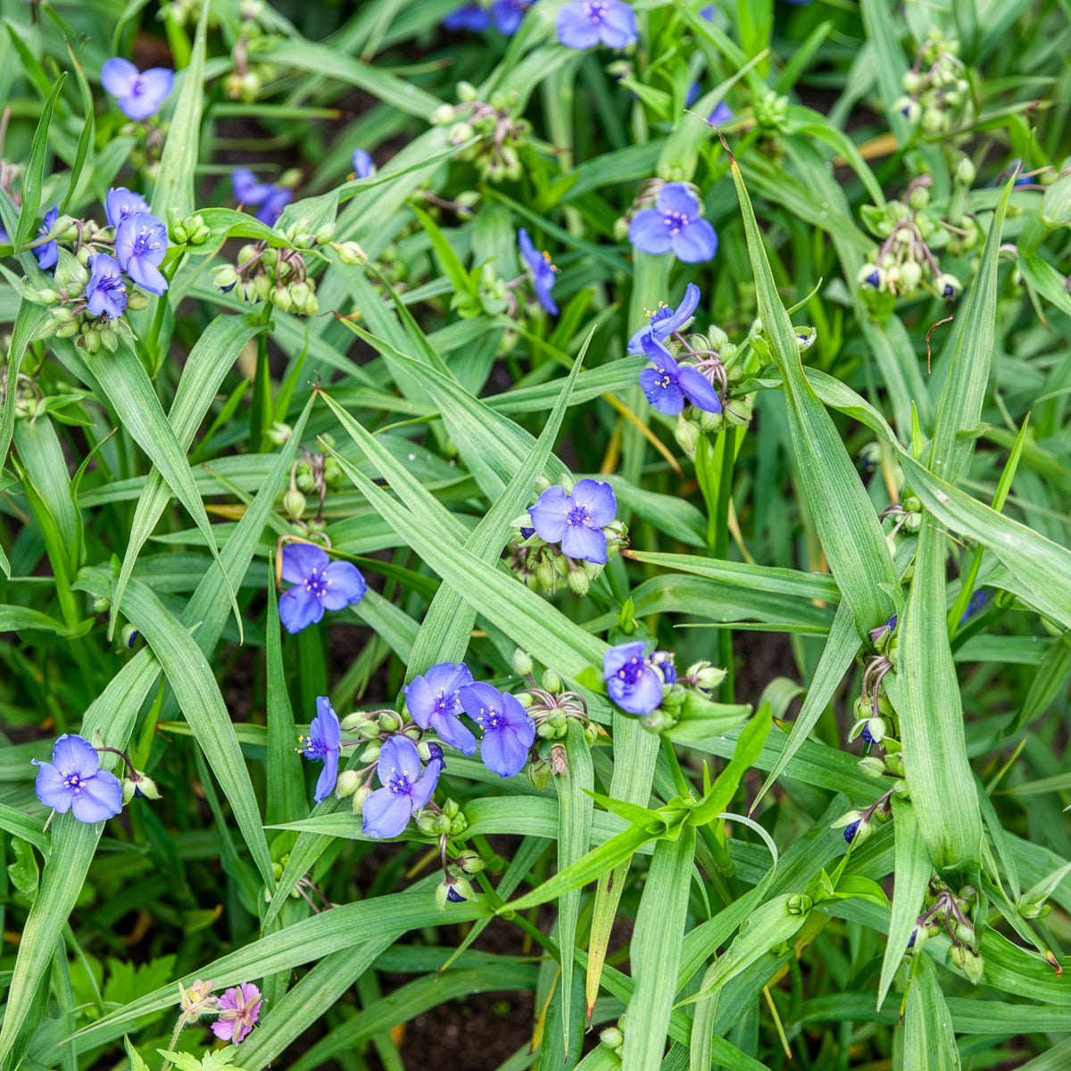 Dreimasterblume ‘Zwanenburg Blue’ - Tradescantia ( andersoniana group ) zwanenburg blu - Willemse