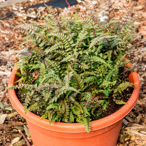 Gemalter Farn Burgundy Lace - Willemse