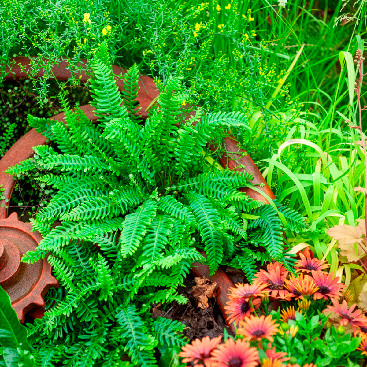 Rippenfarn - Blechnum spicant - Willemse